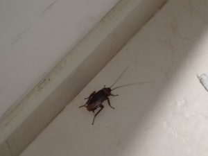 The resident cockroach. Not the first, probably not the last 